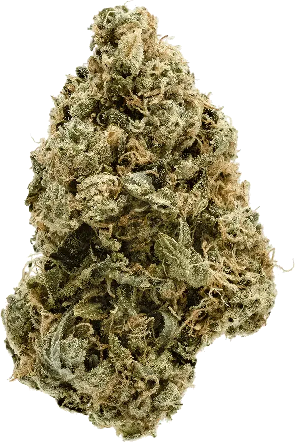 sativa flower